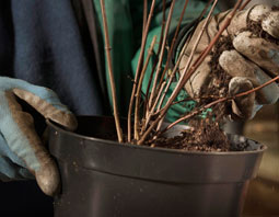 Potting