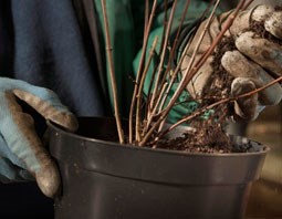 Potting