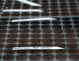Seed Trays