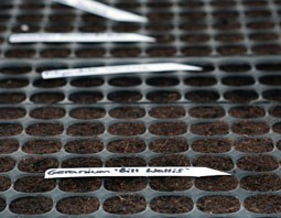 Seed Trays