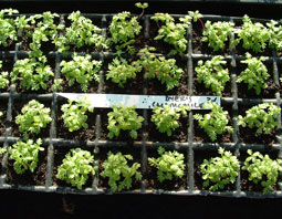 Chamomile Seedlings