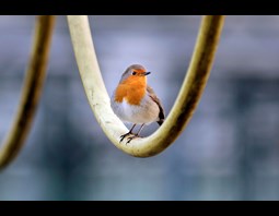 ROCKIN ROBIN WEB