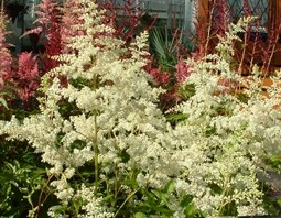 ASTILBE WHITE (1)