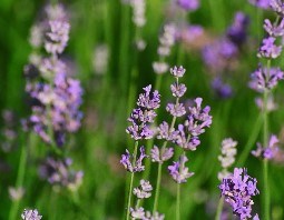 LAVENDER MUNSTEAD