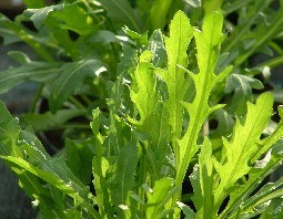 WILD ROCKET (1)