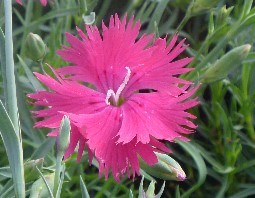 CHEDDAR PINK