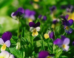 HEARTSEASE (1)