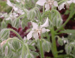 WHITE BORGAGE (1)