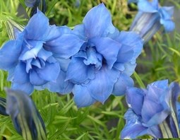 GENTIAN EUGEN ALLERBESTER (1)