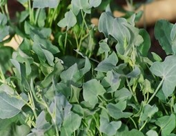SILVER SORREL