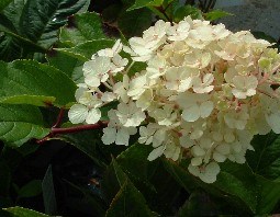 HYDRANGEA (2)