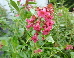 ESCALLONIA RUBRA MACRANTHA