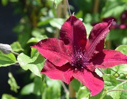 CLEMATIS NUBIA (1)