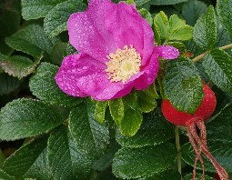 ROSA RUGOSA (1)