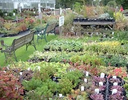 GROUND COVER (1)