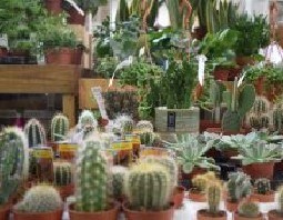 CACTI WEB (1)