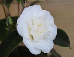 SPECIMEN CAMELLIA