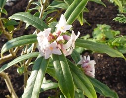 Daphne Odora Aureomarginata (1)