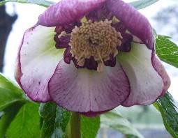 HELLEBORUS 'CHERRY BLOSSOM'