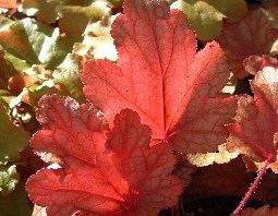 HEUCHERA 0