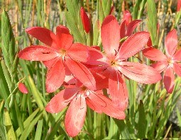 Schizostylus 'Professor Barnard'.Jpg (2)