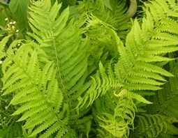 1 MATTEUCIA STRUTHIOPTERIS (2)