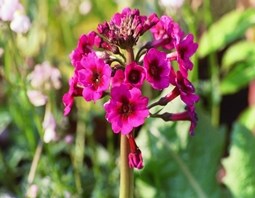 PRIMULA