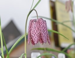 Fritillaria