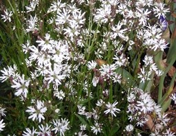 LYCHNIS WHITE ROBIN