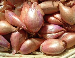 SHALLOTS