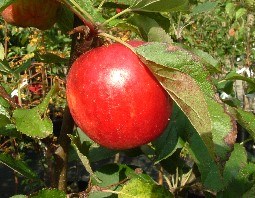 Apple 'Ellison's Orange'2.Jpg