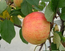 Apple Sunset.Jpg