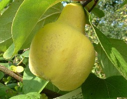 Quince 'Vranja'.Jpg
