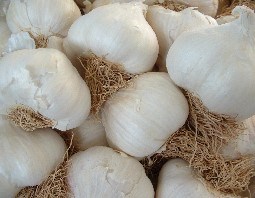 GARLIC SOLENT WIGHT