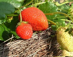 Strawberry 'Elan' Basket1.Jpg
