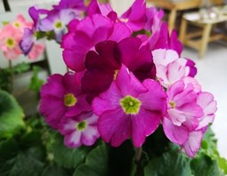 STREPTOCARPUS