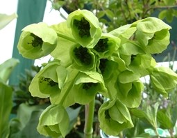 Mathiasella Bupleuroides