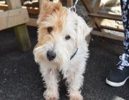 DOGGIE (1)