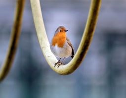 ROCKIN ROBIN WEB (1)