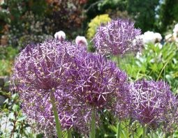 ALLIUM CHRISTOPHII