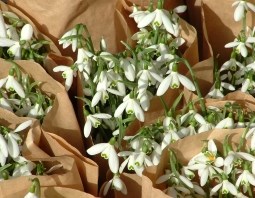 SNOWDROPS