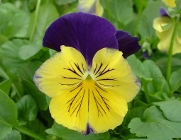 VIOLA WEB