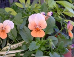 VIOLA BASKET