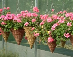 HANGING GERANIUMS (1)