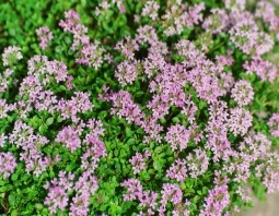 THYME (2)