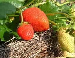 Strawberry 'Elan' Basket1.Jpg