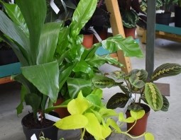 SHADE LOVING PLANTS