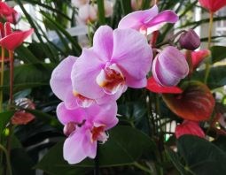 ORCHID 3