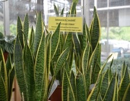 PLANTS