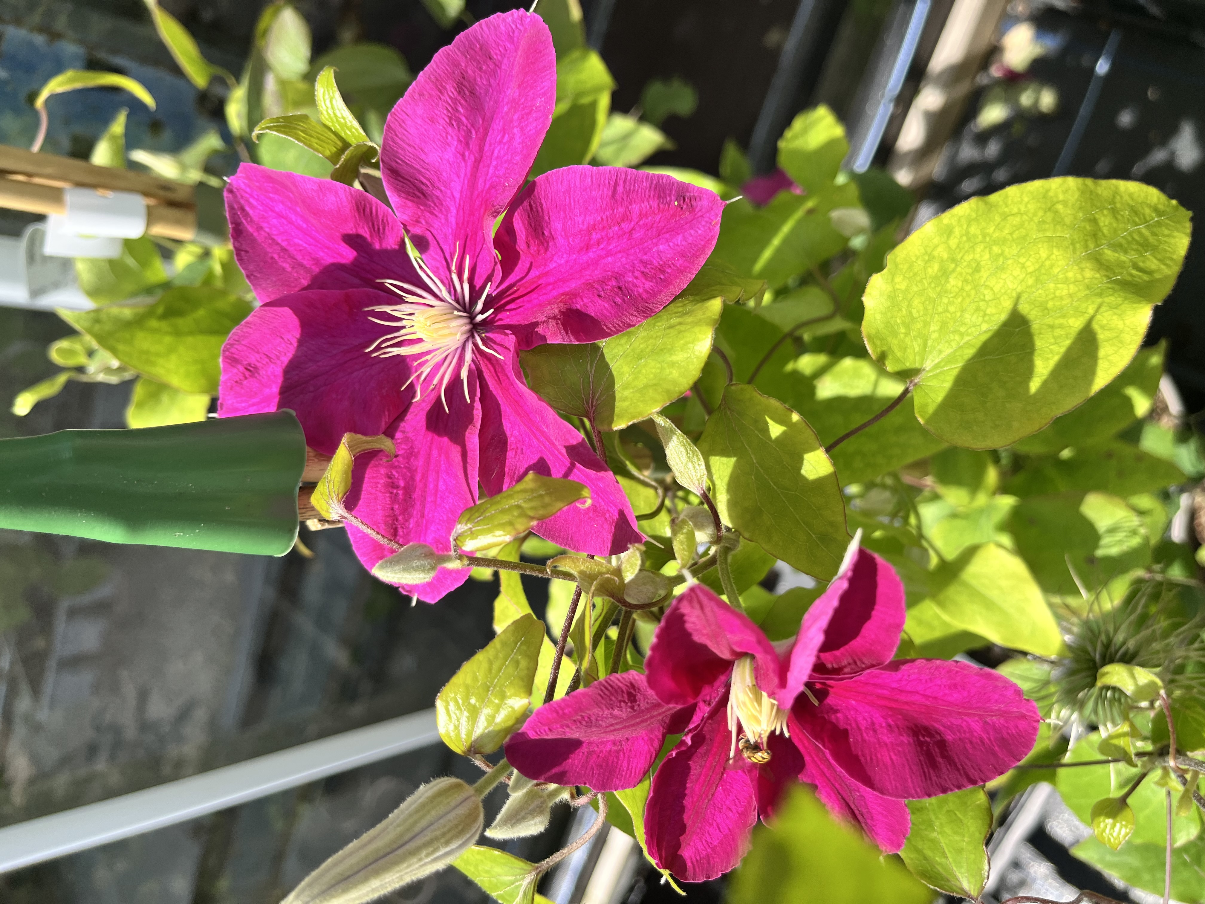 Clematis